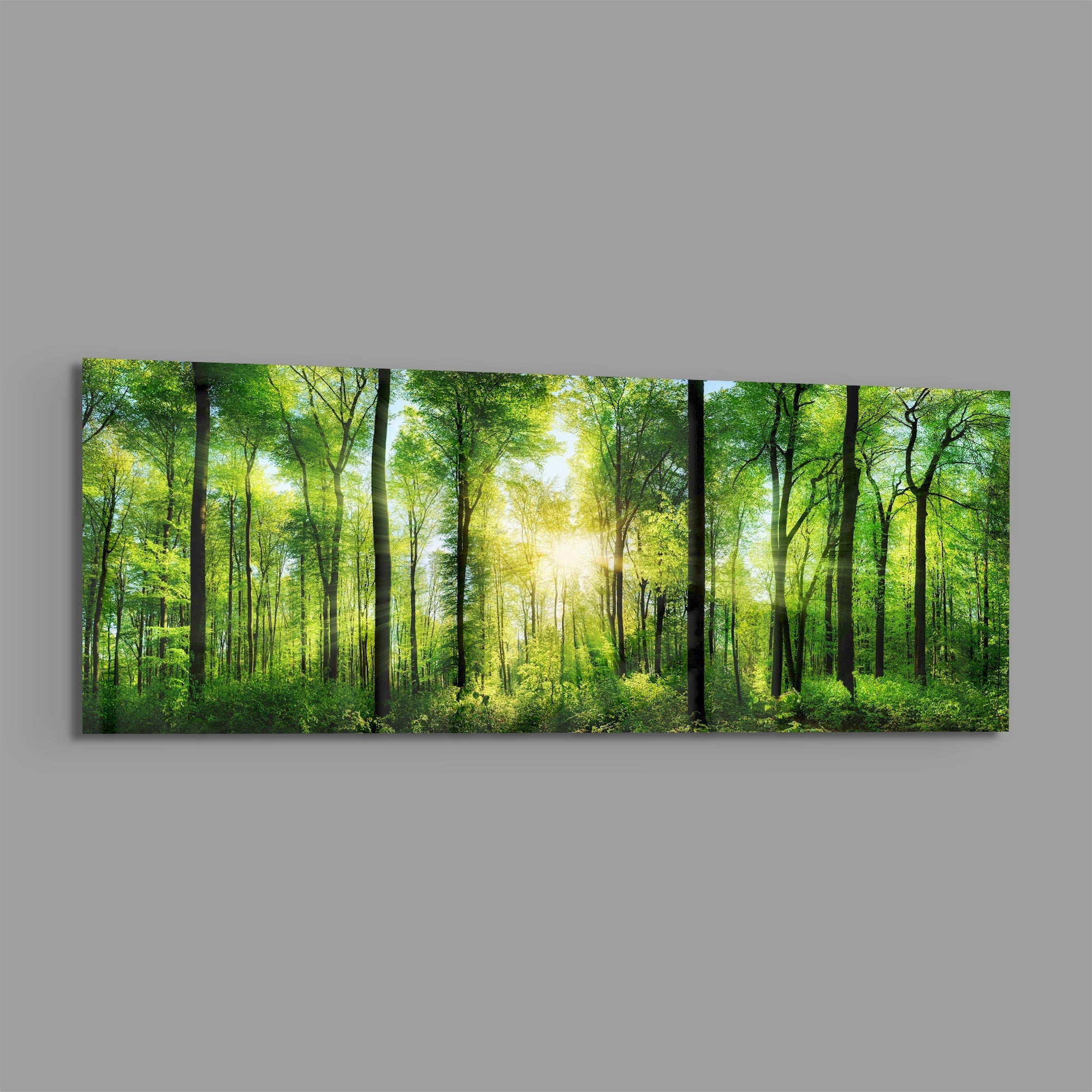 Sunburst Through Green Beech Forest Glass Wall Art