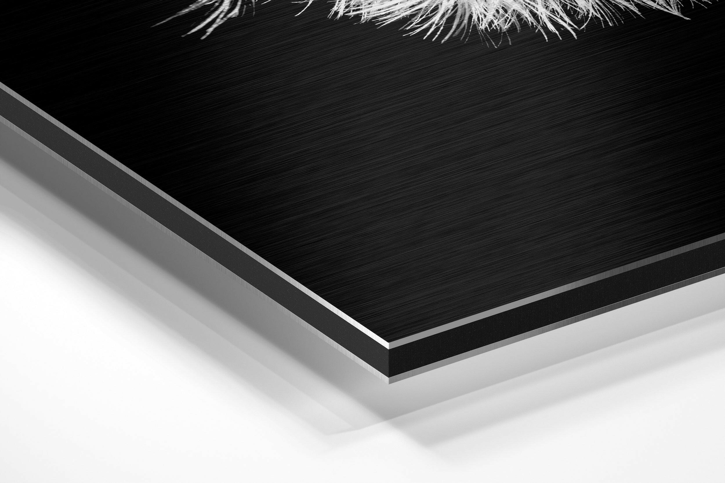 Dandelion Brushed Aluminium Dibond Wall Art