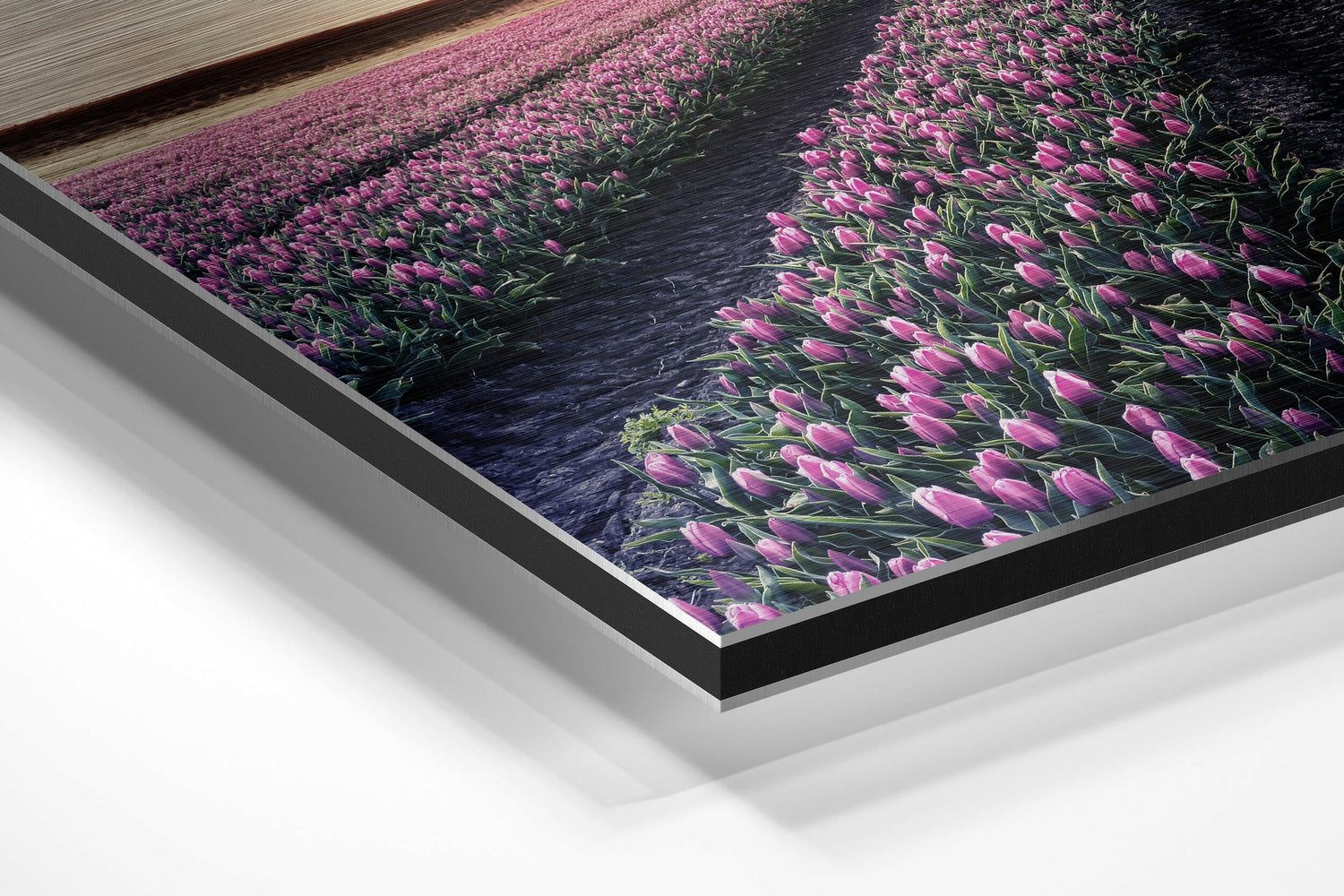 Tulip Field Brushed Aluminium Dibond Wall Art