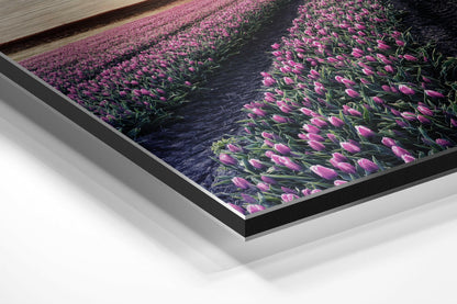 Tulip Field Brushed Aluminium Dibond Wall Art