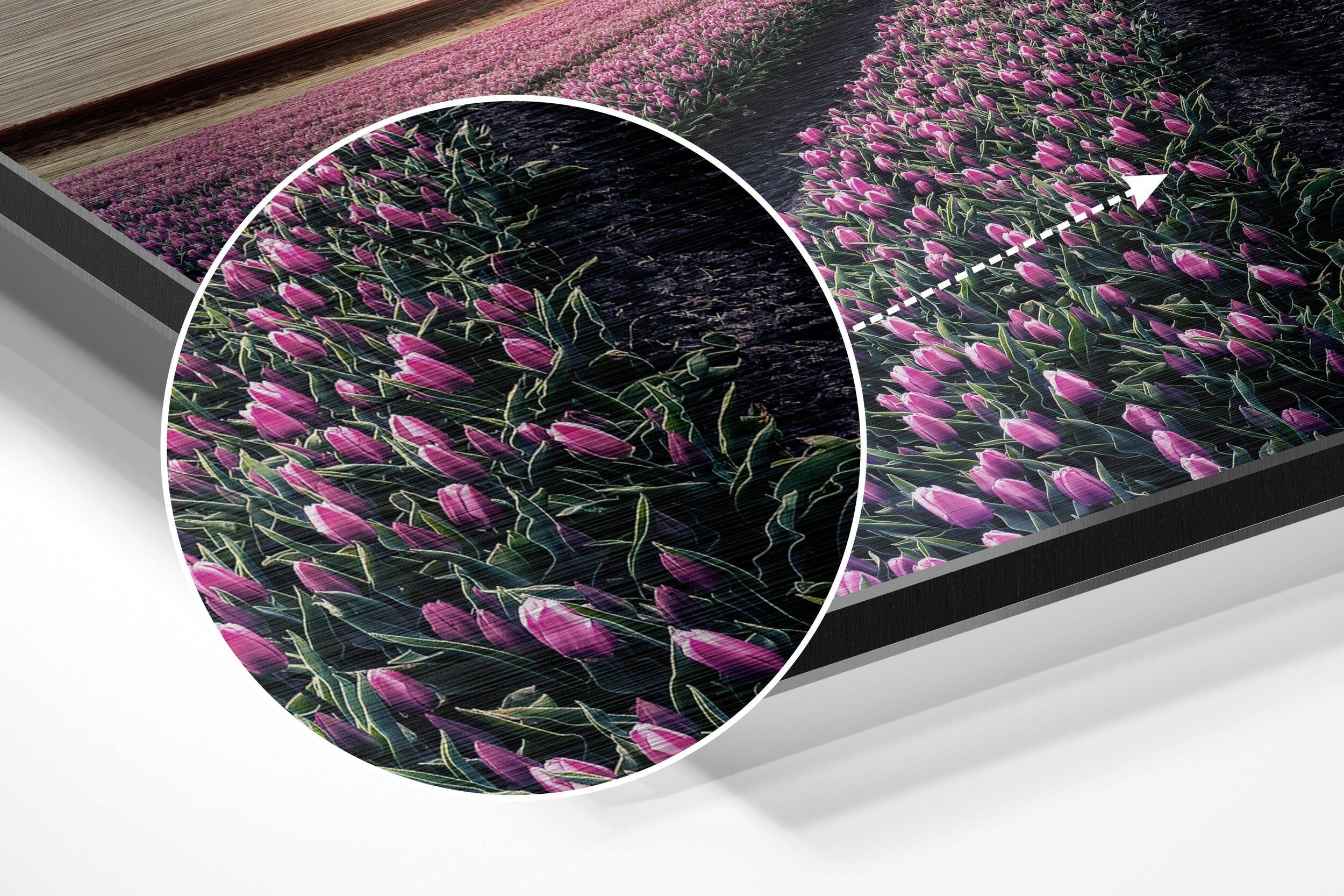 Tulip Field Brushed Aluminium Dibond Wall Art