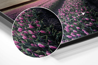 Tulip Field Brushed Aluminium Dibond Wall Art