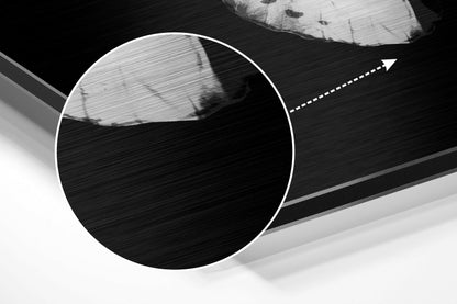 White Butterfly on Black Brushed Aluminium Dibond Wall Art