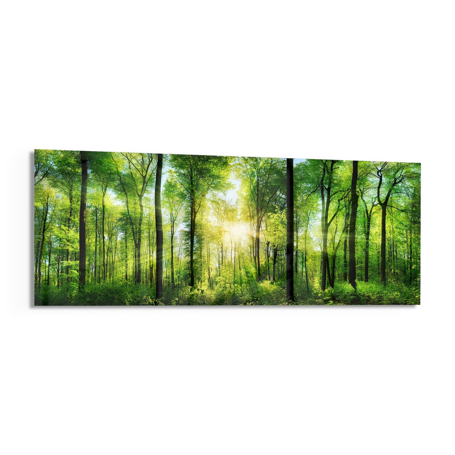 Sunburst Through Green Beech Forest Glass Wall Art