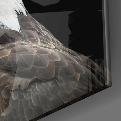 Bald Eagle Head Black Square Glass Wall Art