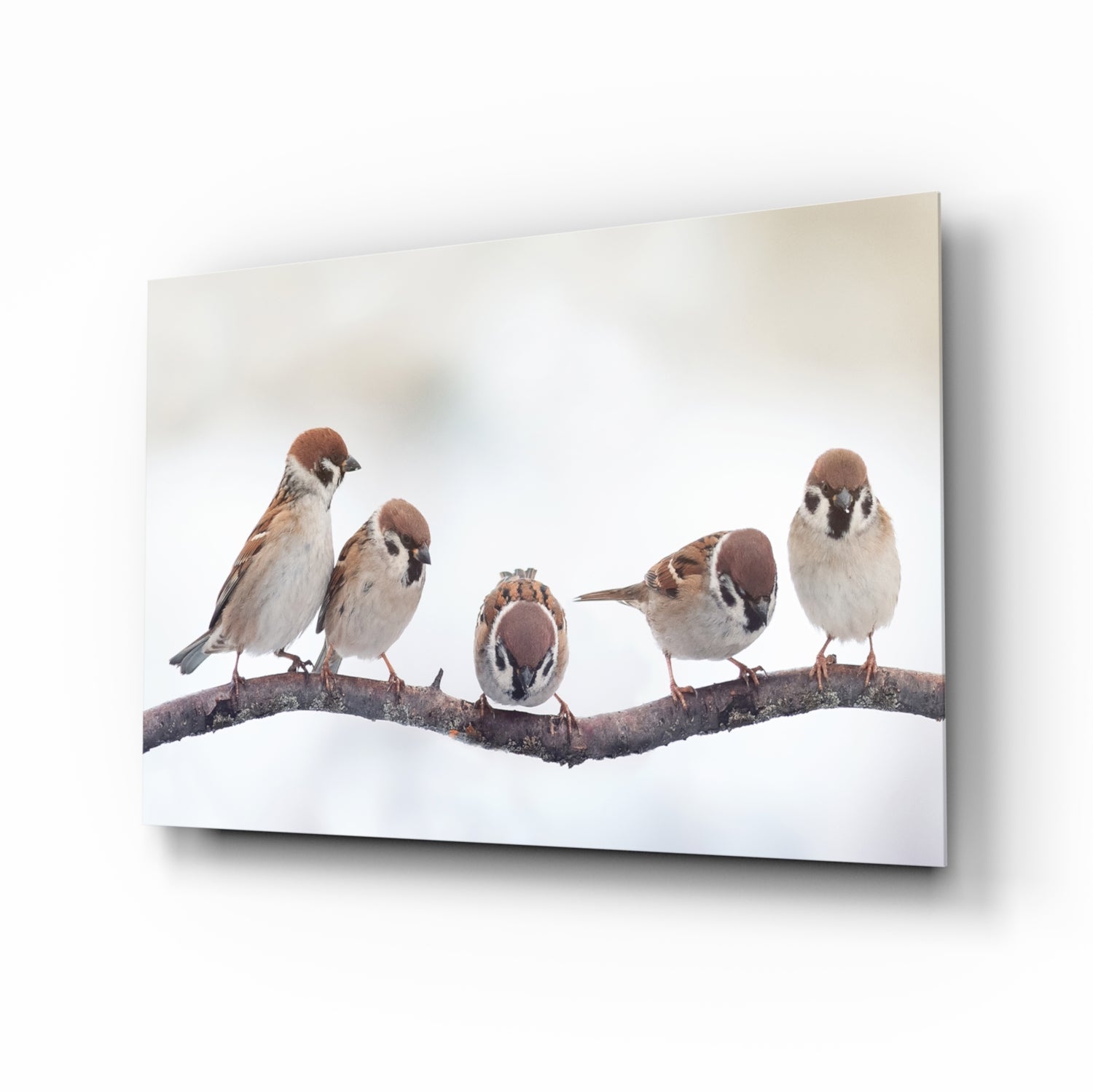 Five Sparrows Perched On Branch Glass Wall Art