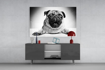 Pug Lying With Paws Forward Glass Wall Art
