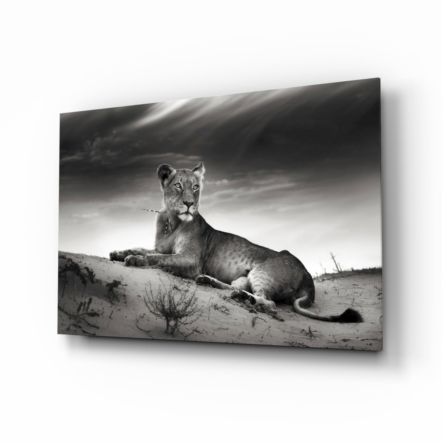 Black And White Lioness On Dune Glass Wall Art