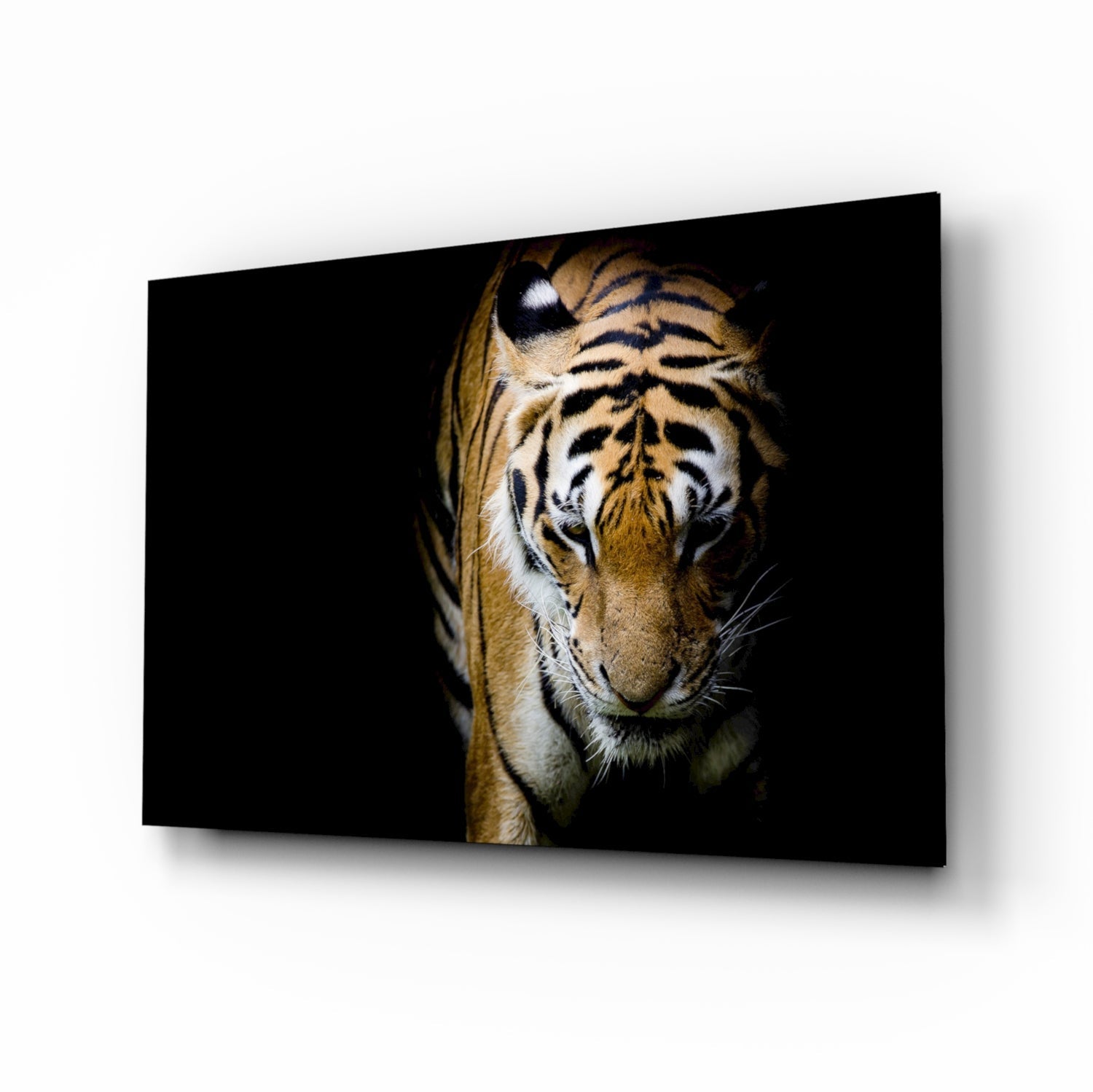 Stalking Tiger in Shadows Glass Wall Art