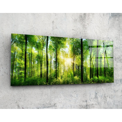 Sunburst Through Green Beech Forest Glass Wall Art