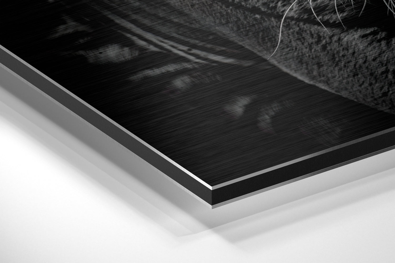 Eye of the Tiger Brushed Aluminium Dibond Wall Art