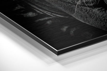 Eye of the Tiger Brushed Aluminium Dibond Wall Art