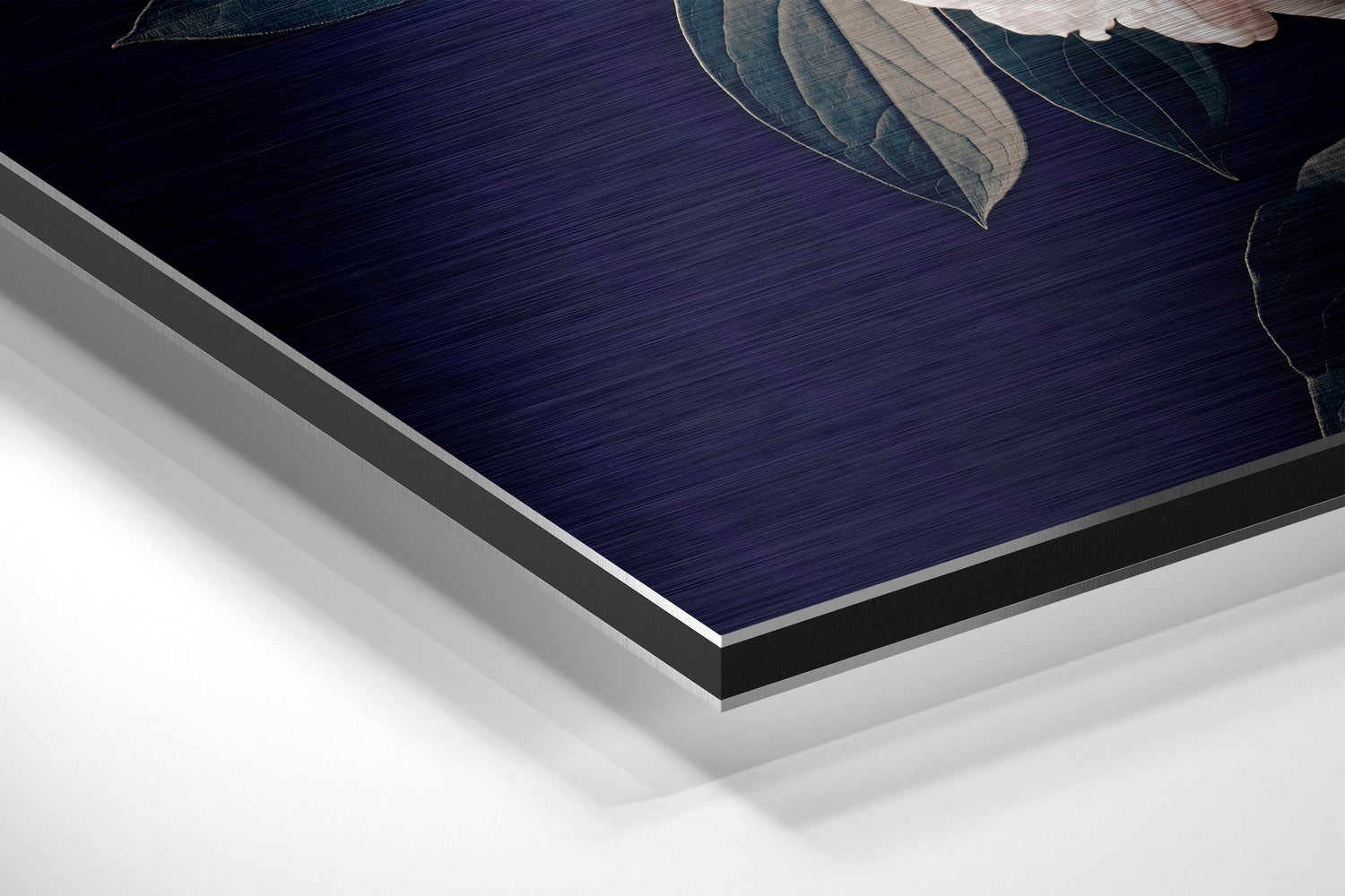 White Peony on Navy Backdrop Brushed Aluminium Dibond Wall Art