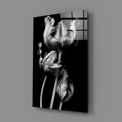 Three Parrot Tulips on Black Glass Wall Art